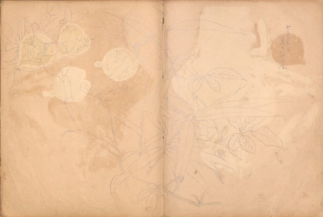 藏品:牛、植物、人物、動物、風景等寫生集009的(18)張圖片