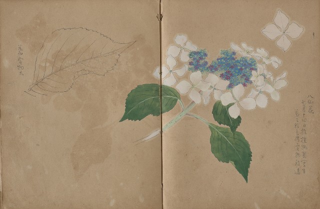 藏品:動物、植物、人物及京都景觀等寫生集的(19)張圖片