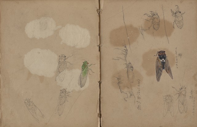 藏品:動物、植物、人物及京都景觀等寫生集的(22)張圖片