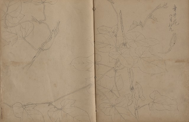 藏品:動物、植物、人物及京都景觀等寫生集的(26)張圖片