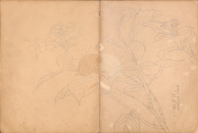 藏品:牛、植物、人物、動物、風景等寫生集009的(27)張圖片