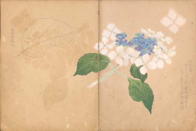 藏品:牛、植物、人物、動物、風景等寫生集009的(28)張圖片