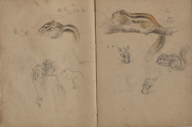 藏品:動物、植物、人物及京都景觀等寫生集的(29)張圖片