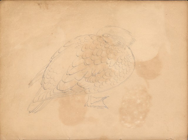 藏品:牛、植物、人物、動物、風景等寫生集009的(30)張圖片