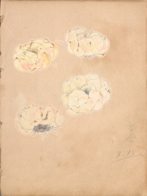 藏品:牛、植物、人物、動物、風景等寫生集009的(31)張圖片