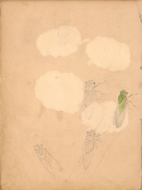 藏品:牛、植物、人物、動物、風景等寫生集009的(32)張圖片