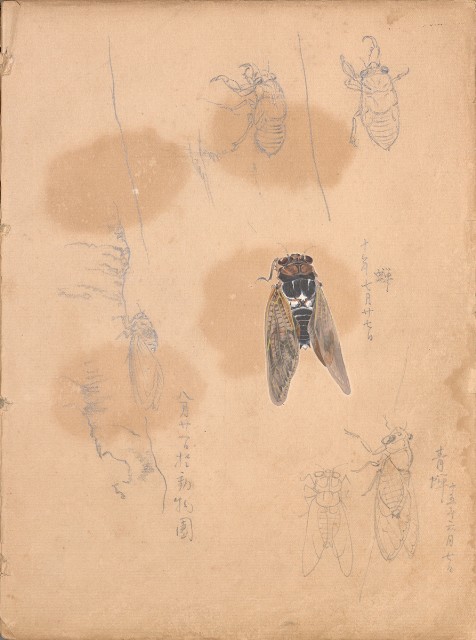 藏品:牛、植物、人物、動物、風景等寫生集009的(33)張圖片