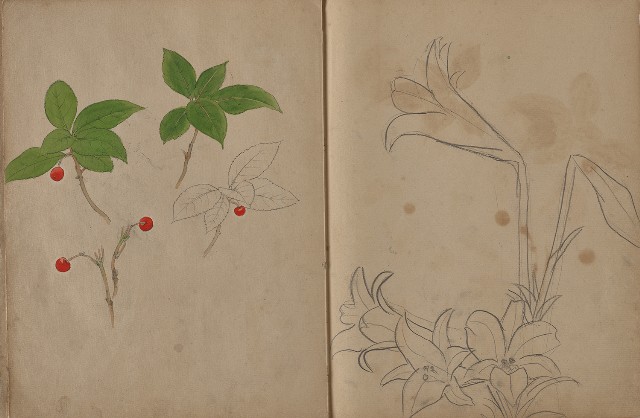 藏品:動物、植物、人物及京都景觀等寫生集的(34)張圖片