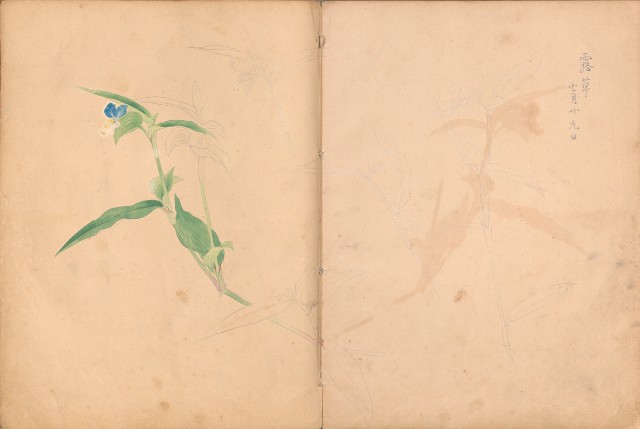 藏品:牛、植物、人物、動物、風景等寫生集009的(37)張圖片