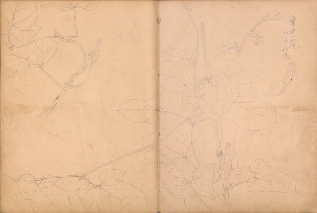 藏品:牛、植物、人物、動物、風景等寫生集009的(38)張圖片