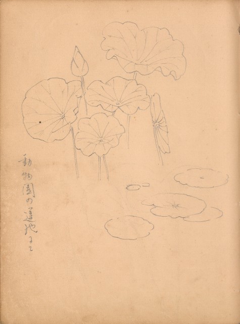 藏品:牛、植物、人物、動物、風景等寫生集009的(39)張圖片