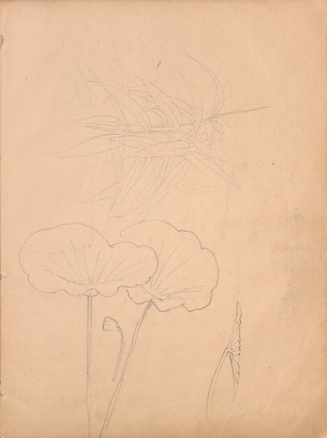 藏品:牛、植物、人物、動物、風景等寫生集009的(40)張圖片