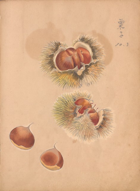 藏品:牛、植物、人物、動物、風景等寫生集009的(46)張圖片