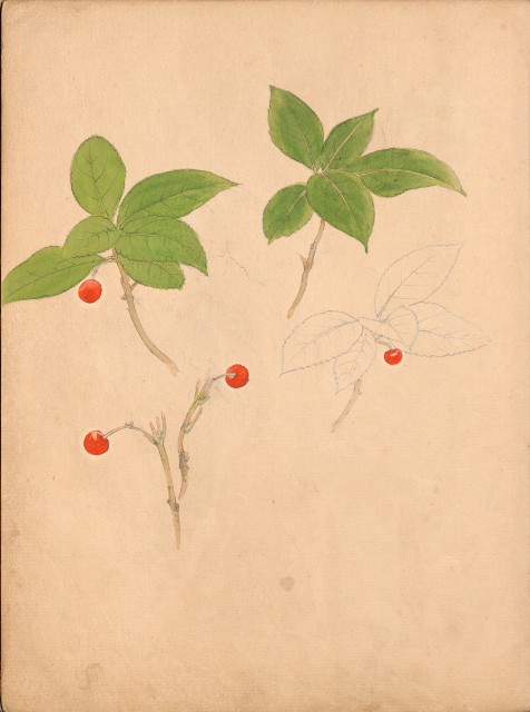 藏品:牛、植物、人物、動物、風景等寫生集009的(51)張圖片