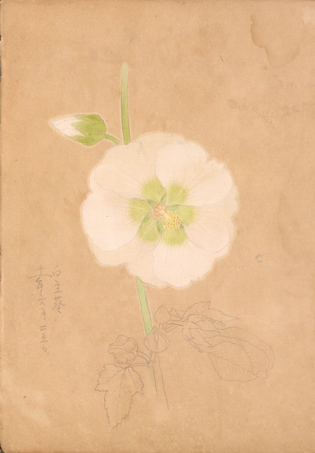 藏品:牛、植物、人物、動物、風景等寫生集009的(58)張圖片