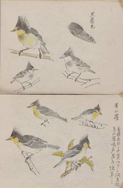 藏品:動物、植物與鼻頭角景觀等寫生集的(12)張圖片