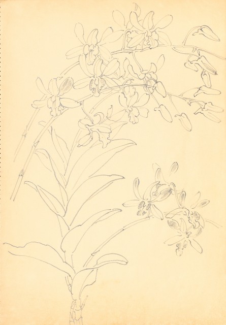 藏品:花鳥寫生冊的(3)張圖片