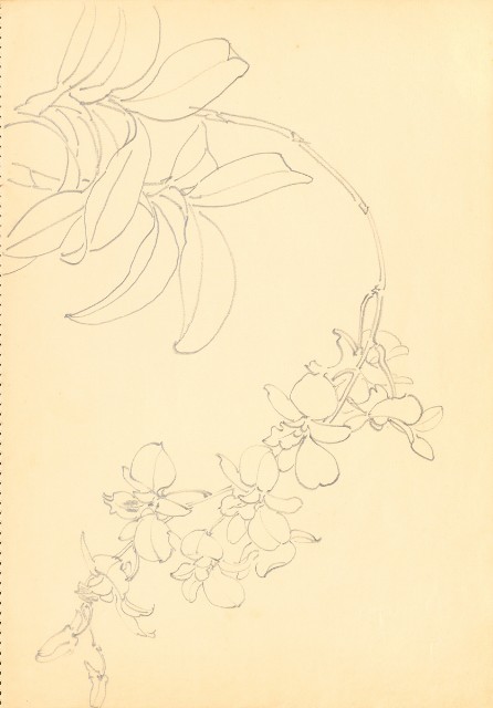 藏品:花鳥寫生冊的(4)張圖片