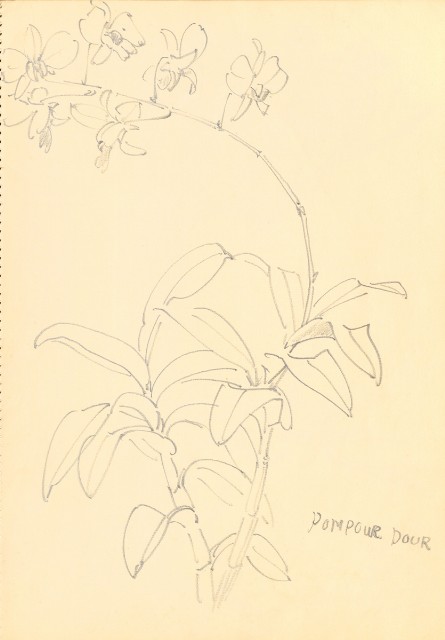 藏品:花鳥寫生冊的(6)張圖片