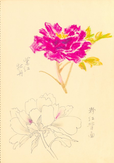 藏品:花鳥寫生冊的(12)張圖片