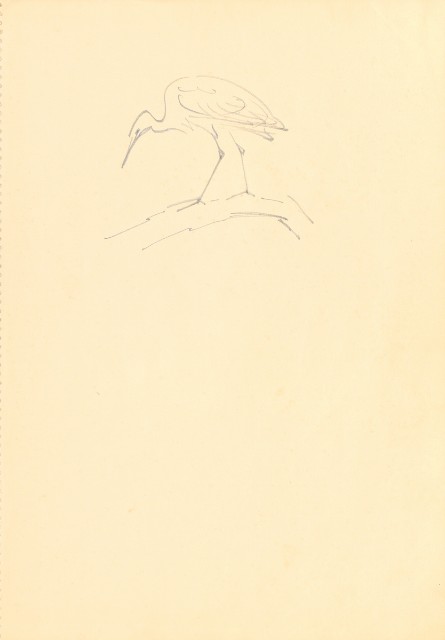 藏品:花鳥寫生冊的(17)張圖片