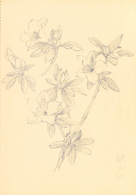 藏品:花鳥寫生冊的(19)張圖片