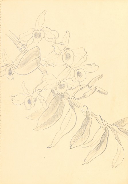 藏品:花鳥寫生冊014的(20)張圖片