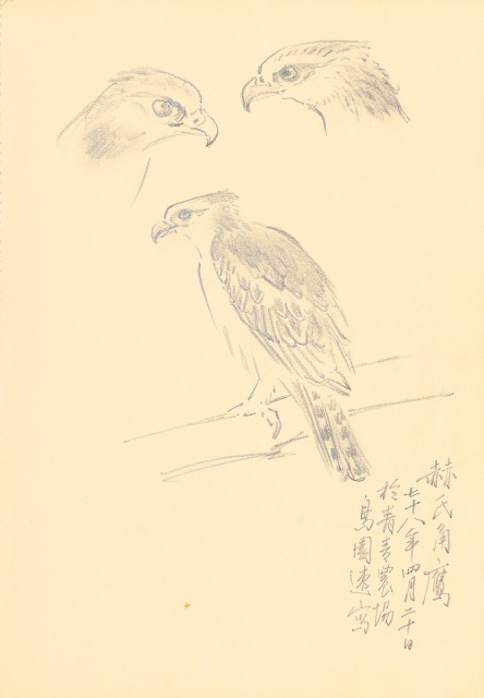 藏品:花鳥寫生冊的(22)張圖片