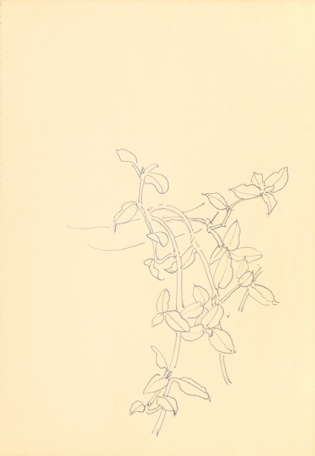 藏品:花鳥寫生冊的(24)張圖片