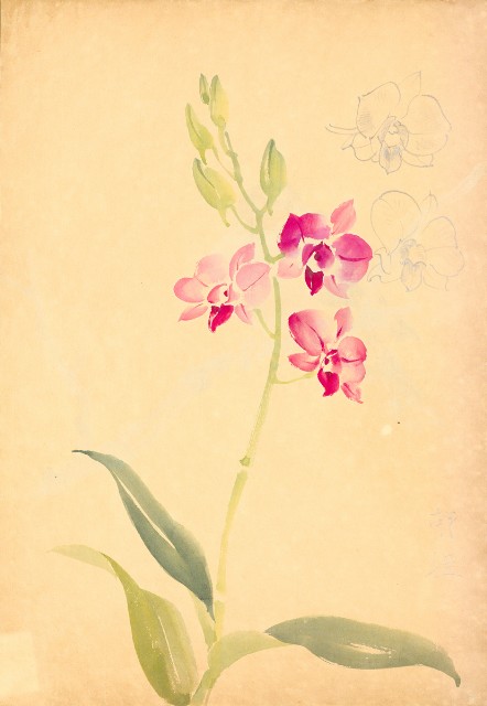 藏品:花鳥寫生冊014的(33)張圖片