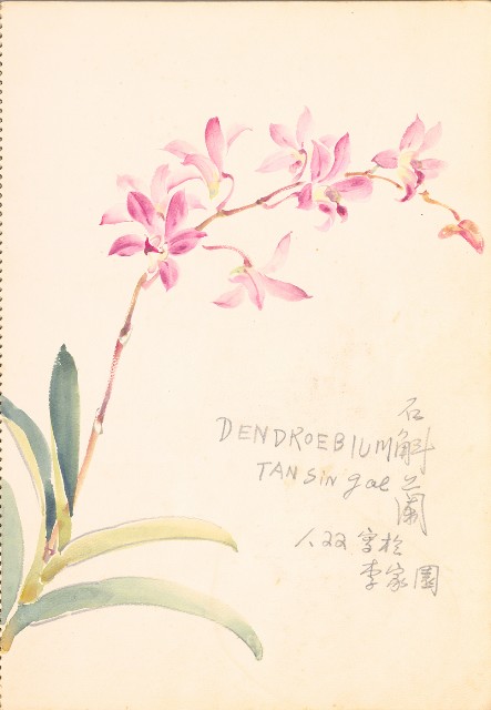 藏品:花、牛、泰國景、印度人等寫生集015的(4)張圖片