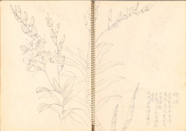 藏品:花、牛、泰國景、印度人等寫生集015的(6)張圖片