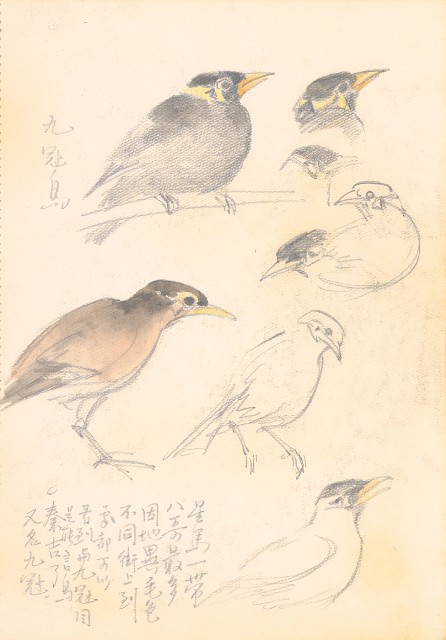 藏品:花、牛、泰國景、印度人等寫生集015的(18)張圖片