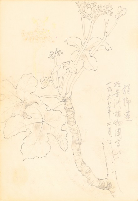 藏品:花、牛、泰國景、印度人等寫生集015的(19)張圖片