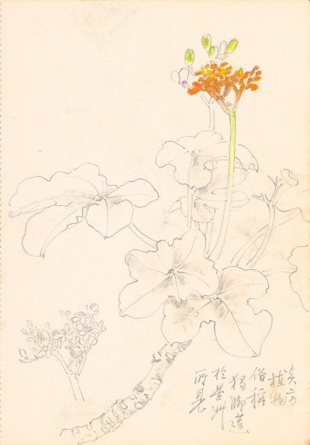 藏品:花、牛、泰國景、印度人等寫生集015的(20)張圖片