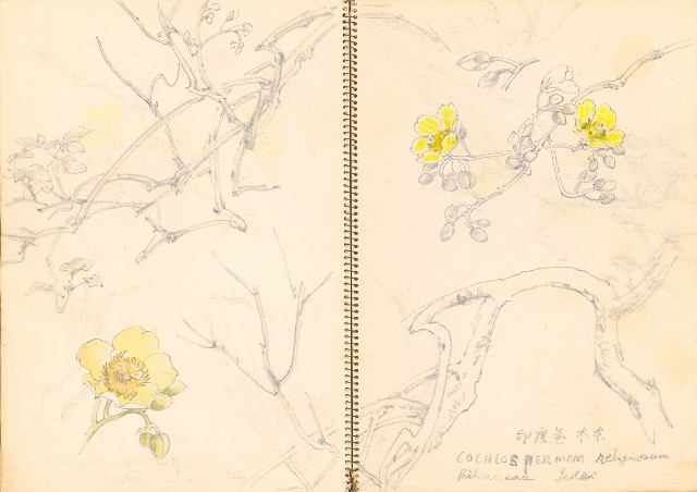 藏品:花、牛、泰國景、印度人等寫生集015的(21)張圖片