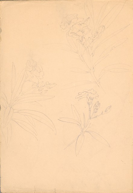 藏品:人物、花、鳥、樹等寫生集016的(3)張圖片