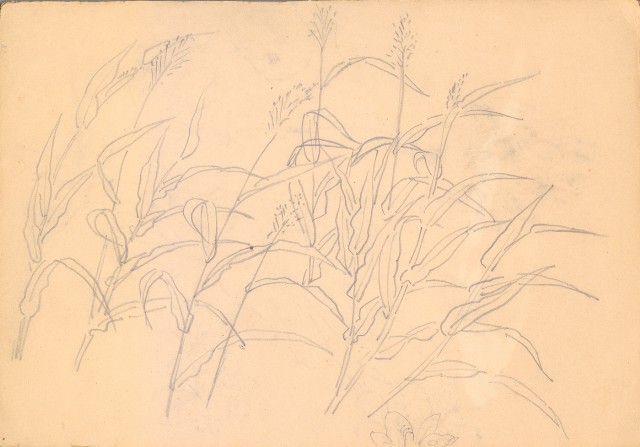 藏品:人物、花、鳥、樹等寫生集016的(7)張圖片