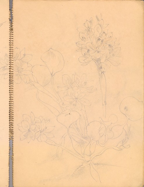 藏品:人物、花、鳥、樹等寫生集016的(8)張圖片