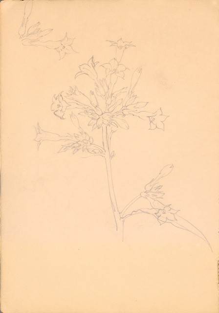 藏品:人物、花、鳥、樹等寫生集016的(11)張圖片