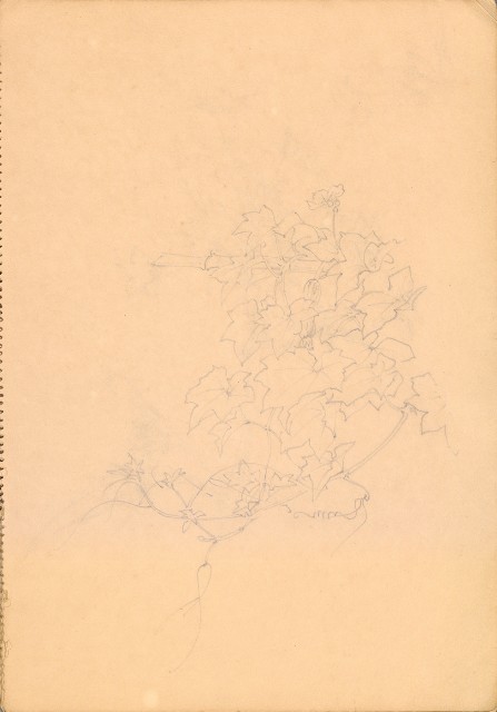 藏品:人物、花、鳥、樹等寫生集016的(12)張圖片