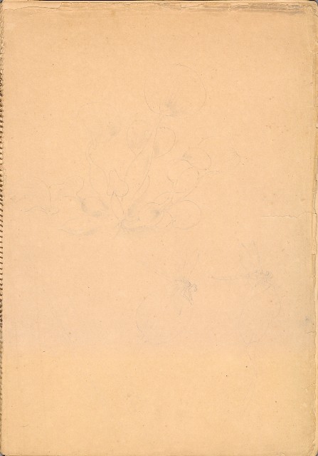 藏品:人物、花、鳥、樹等寫生集016的(16)張圖片