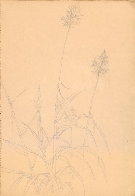 藏品:人物、花、鳥、樹等寫生集016的(18)張圖片