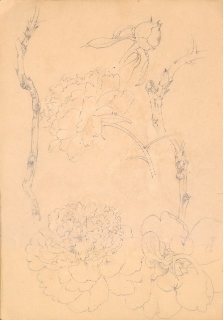 藏品:人物、花、鳥、樹等寫生集016的(19)張圖片