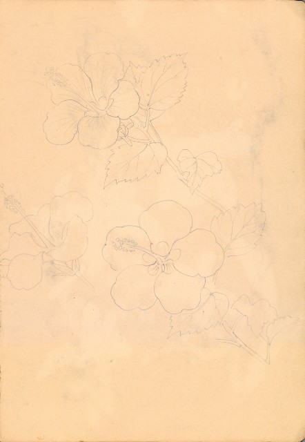 藏品:人物、花、鳥、樹等寫生集016的(20)張圖片