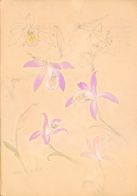 藏品:人物、花、鳥、樹等寫生集016的(21)張圖片