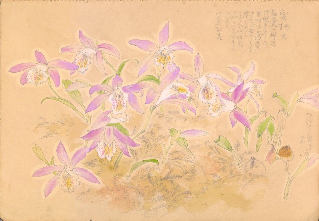 藏品:人物、花、鳥、樹等寫生集016的(22)張圖片