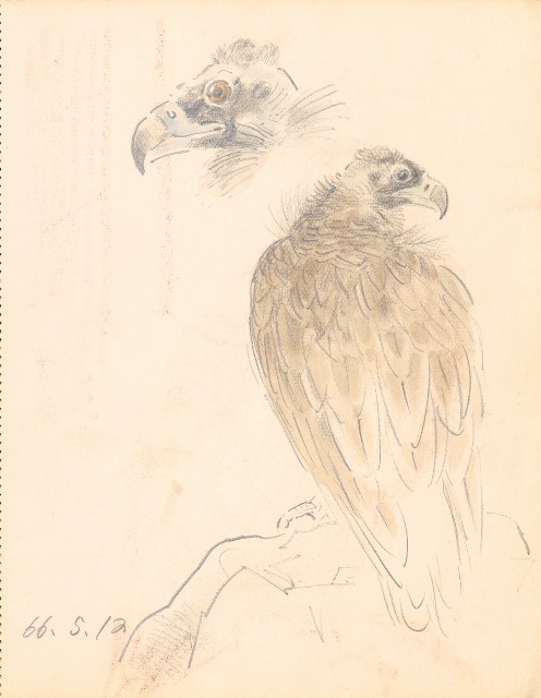 藏品:Eagle, Rabbits, Ducks, Lions, etc. 018的(17)張圖片