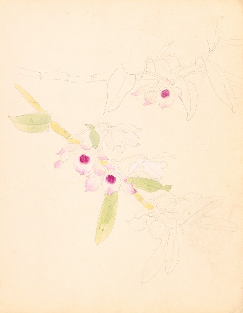 藏品:鷹、兔、鴨、獅等018的(25)張圖片