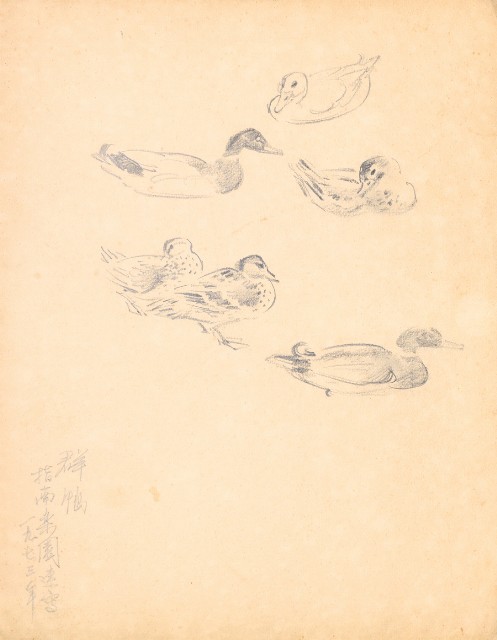 藏品:鷹、兔、鴨、獅等018的(29)張圖片